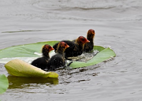 オオバンのヒナ7505