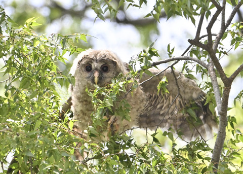 フクロウのヒナ7520