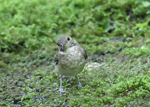 キビタキ♀1241