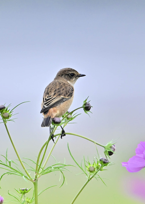 ノビタキ♀9595