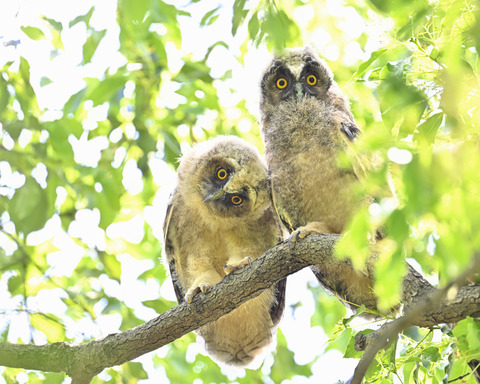 トラフズクの雛3823