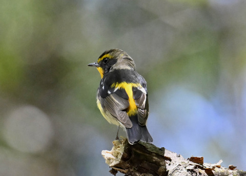 キビタキ♂第一回夏羽3481