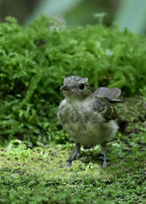 オオルリ♂幼鳥3078