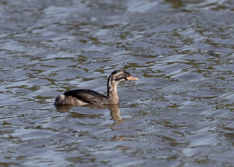 カイツブリ幼鳥0289