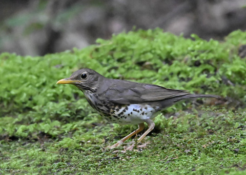 クロツグミ♀9091