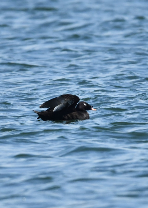 ビロードキンクロ♂0755