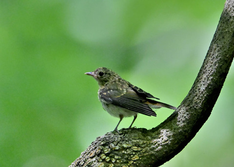 キビタキ幼鳥8915