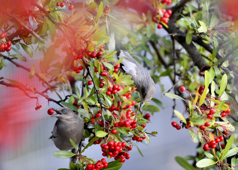 カラムクドリ1312