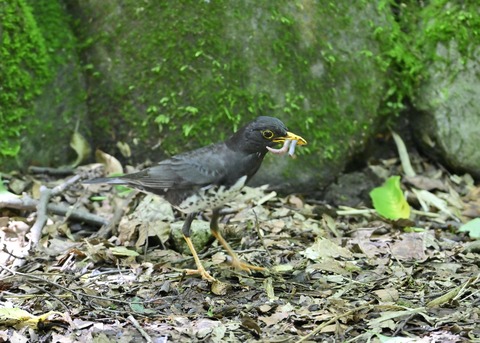 クロツグミ♂8283