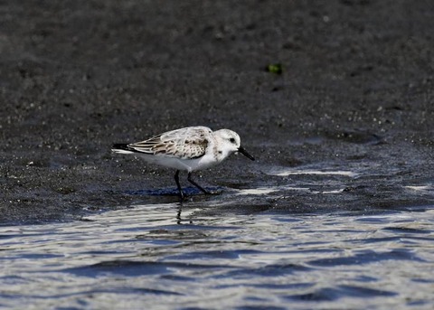 ミユビシギ夏羽→冬羽9538