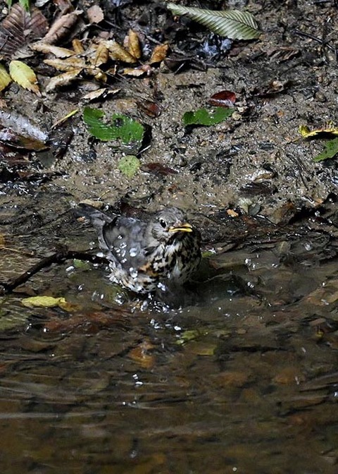 クロツグミ♀7592
