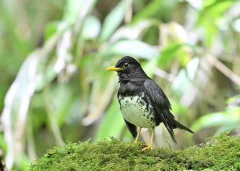 クロツグミ♂0194