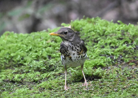 クロツグミ♀9104