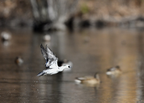 ミコアイサ♂8504