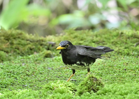 クロツグミ♂0377