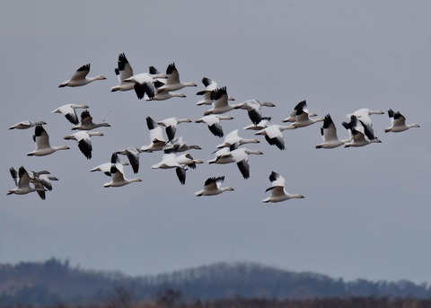 ハクガン6811 - コピー