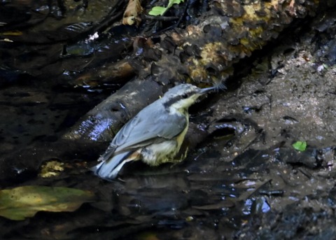 ゴジュウカラ1041