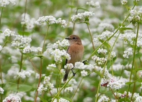 ノビタキ♀9204