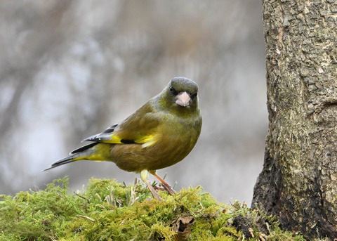 オオカワラヒワ♂1493