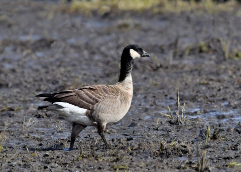 シジュウカラガン1138