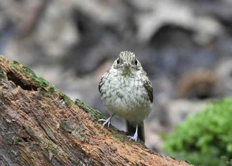 キビタキ幼鳥2682