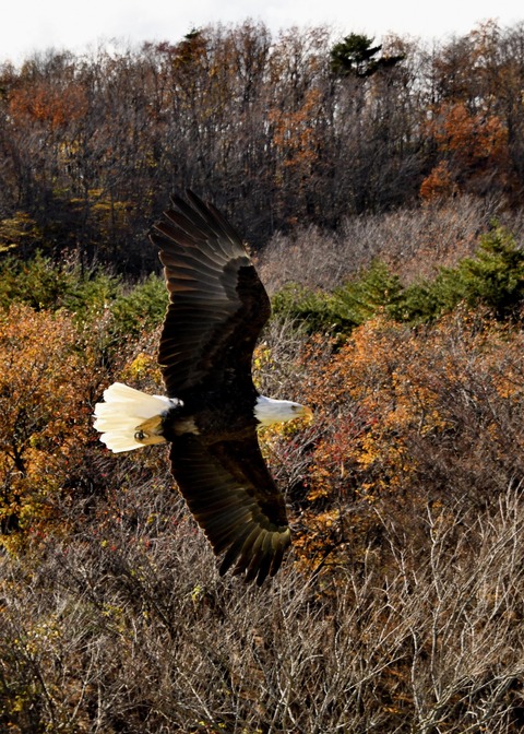 ハクトウワシ3438