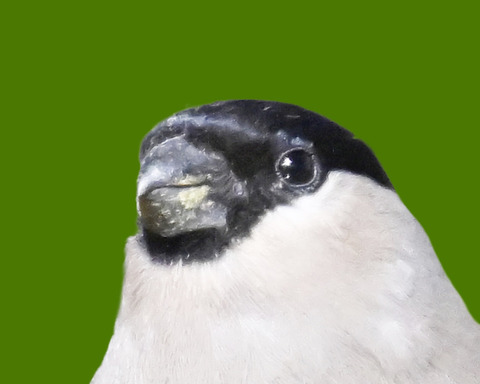 ウソ♀0000