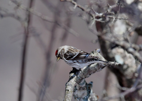 ベニヒワ♀3871