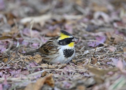 ヤマホオジロ♂5331