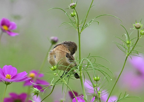 ノビタキ♀9808