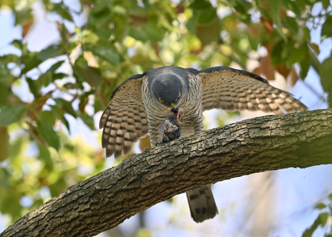 ツミ♀4952