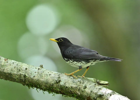 クロツグミ♂0365