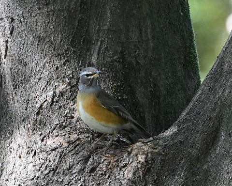 マミチャジナイ0805