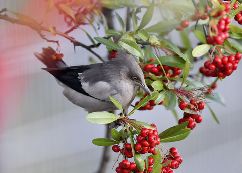 カラムクドリ1262