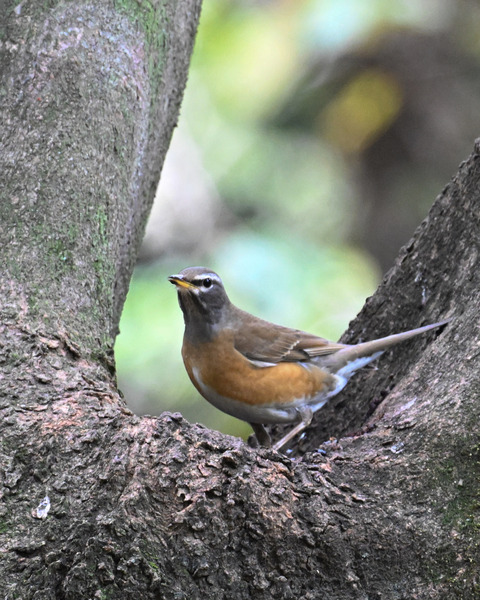 マミチャジナイ2501