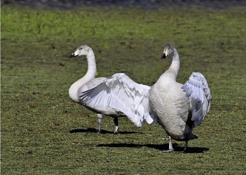 オオハクチョウ幼鳥3861
