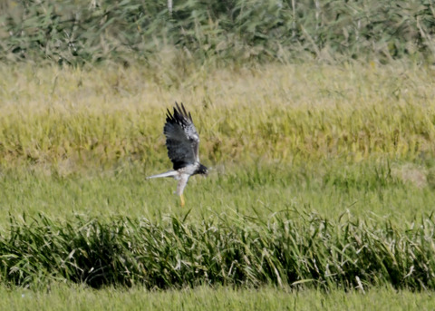 大陸型チュウヒ♂5939