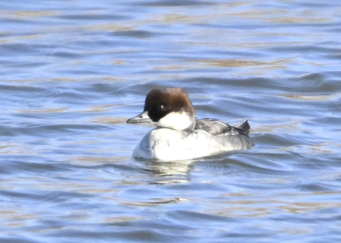 ミコアイサ♀5103