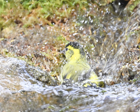 マヒワの水浴び9952