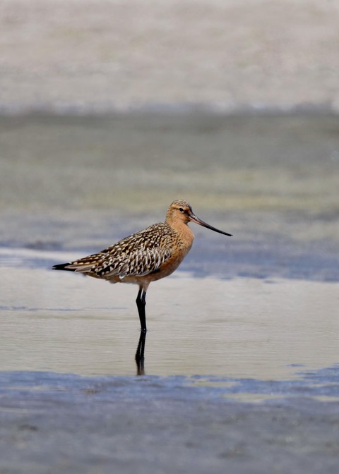 オオソリハシシギ4224