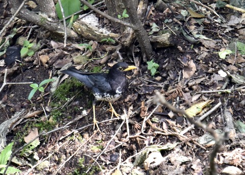 クロツグミ♂3388