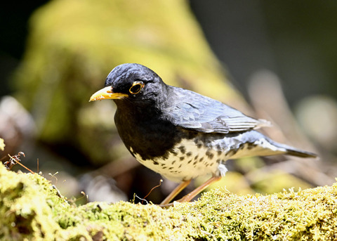 クロツグミ♂5511