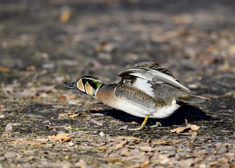 トモエガモ♂2176