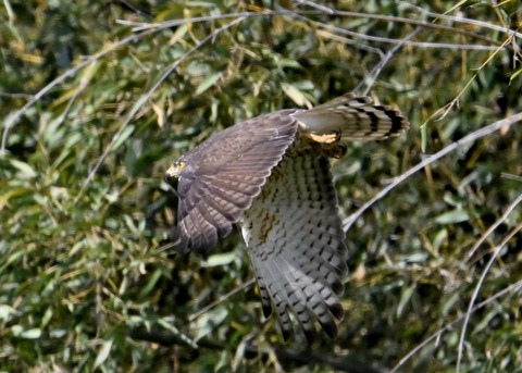 サシバ♀9734