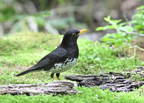 クロツグミ♂0757