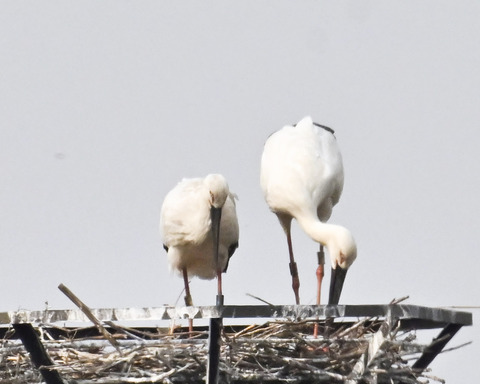 コウノトリのペアー7157
