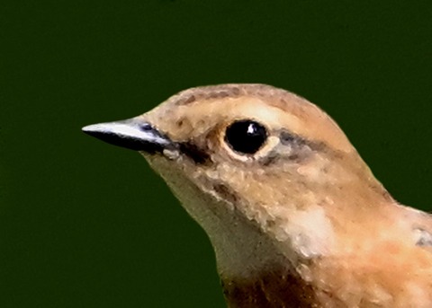ノビタキ♀0003