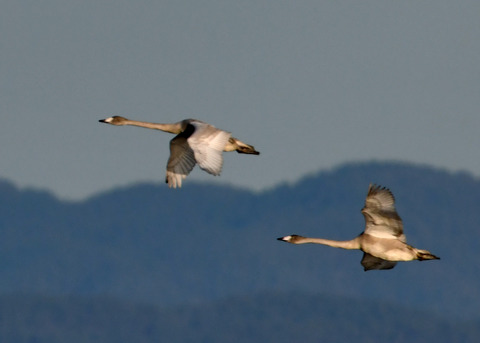 オオハクチョウ3629-02