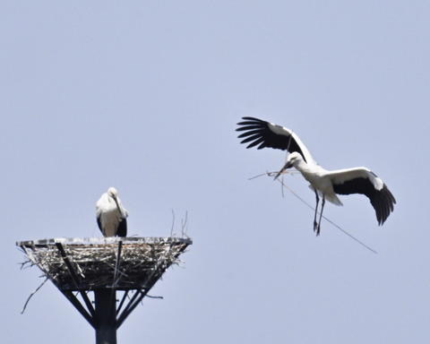 巣材運ぶコウノトリ8343