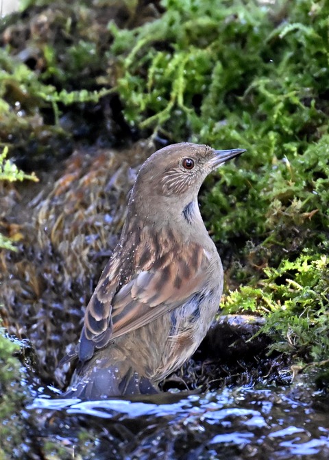 カヤクグリ2465